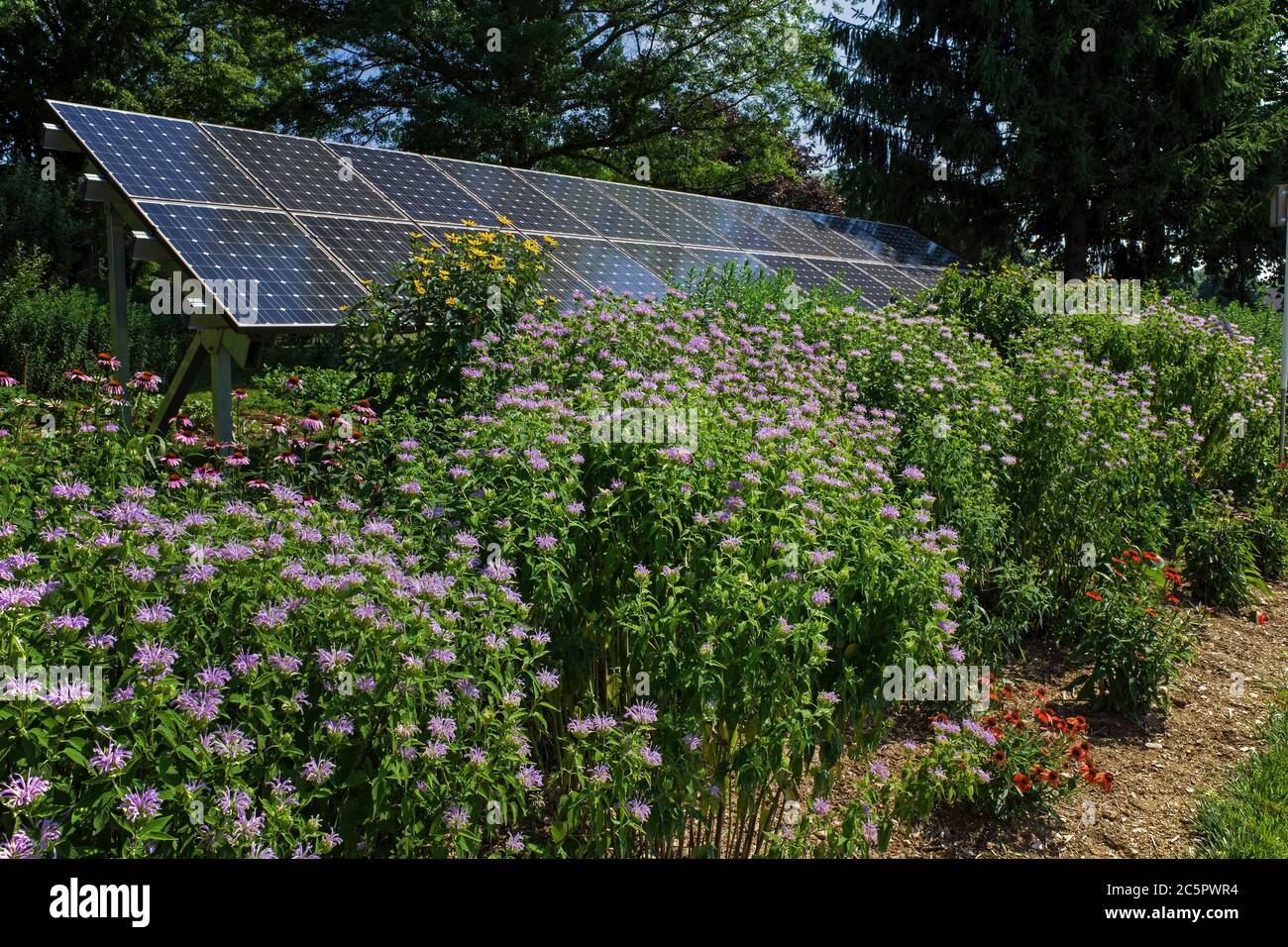 Pollinator garden, butterfly garden and solar panels on a bright summer’s day.  Plants include Mexican sunflower, bee balm and Echinacea. Stock Photo