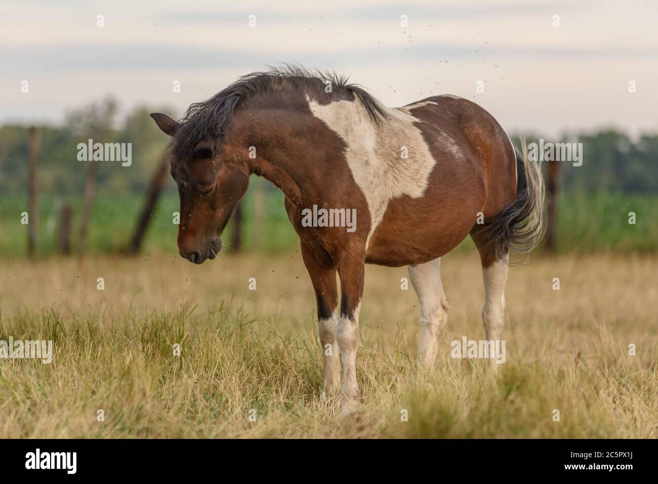 Animal Bothered By Flies High Resolution Stock Photography and Images ...