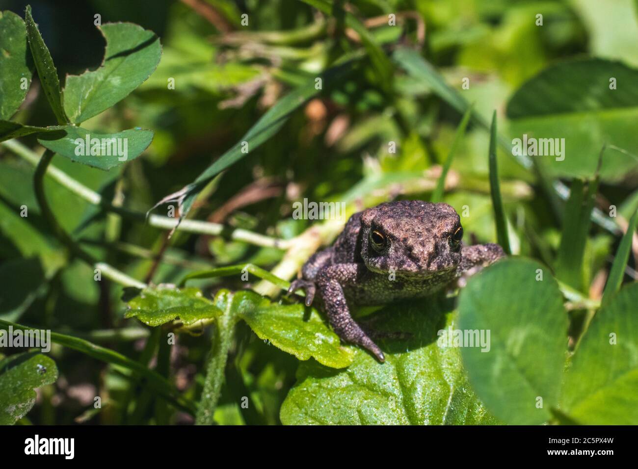 Brown frog sitting on leaves in a forest and looking into the camera with his dark brown eyes Stock Photo