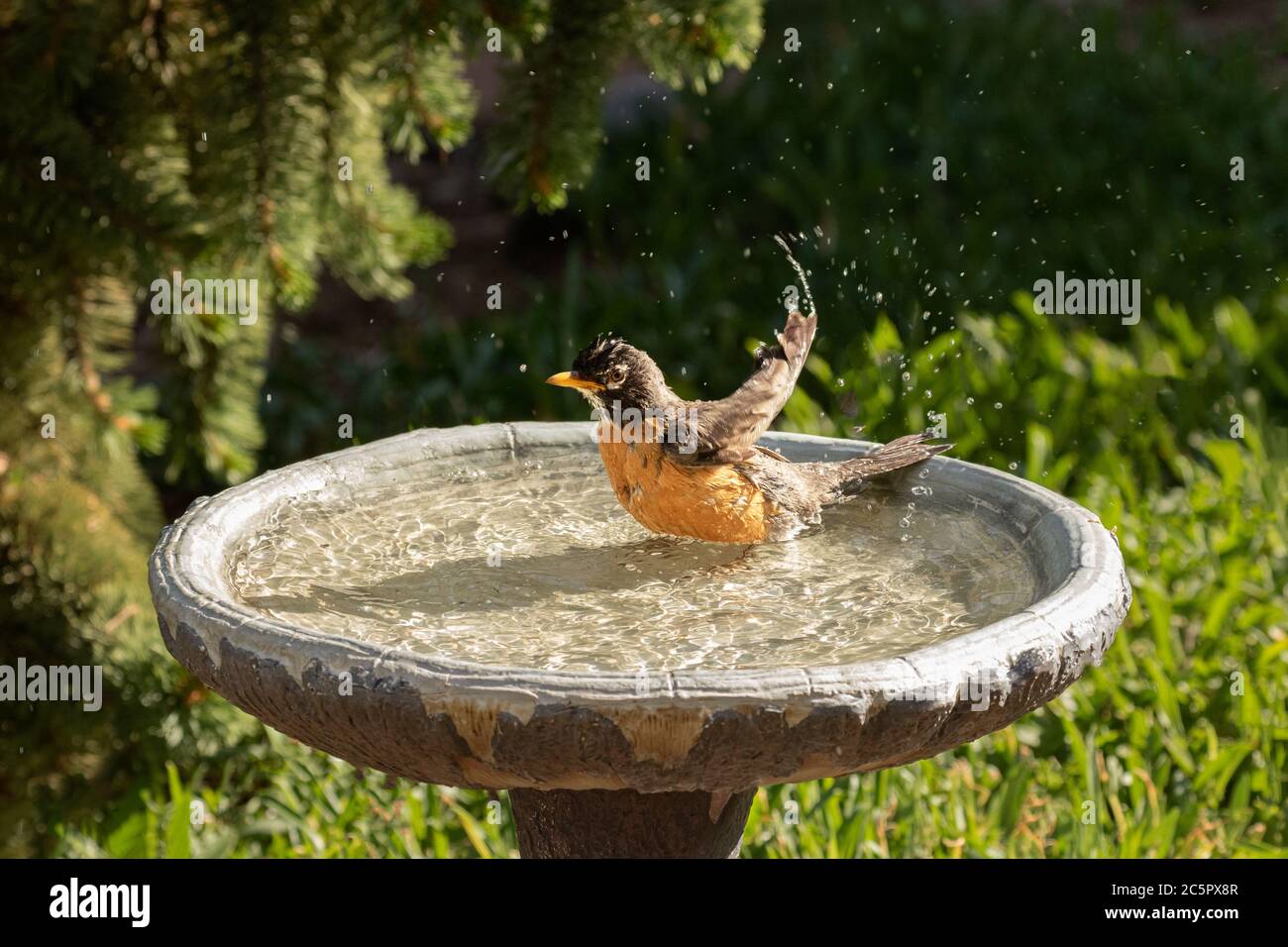 Robin Flinging Water Stock Photo