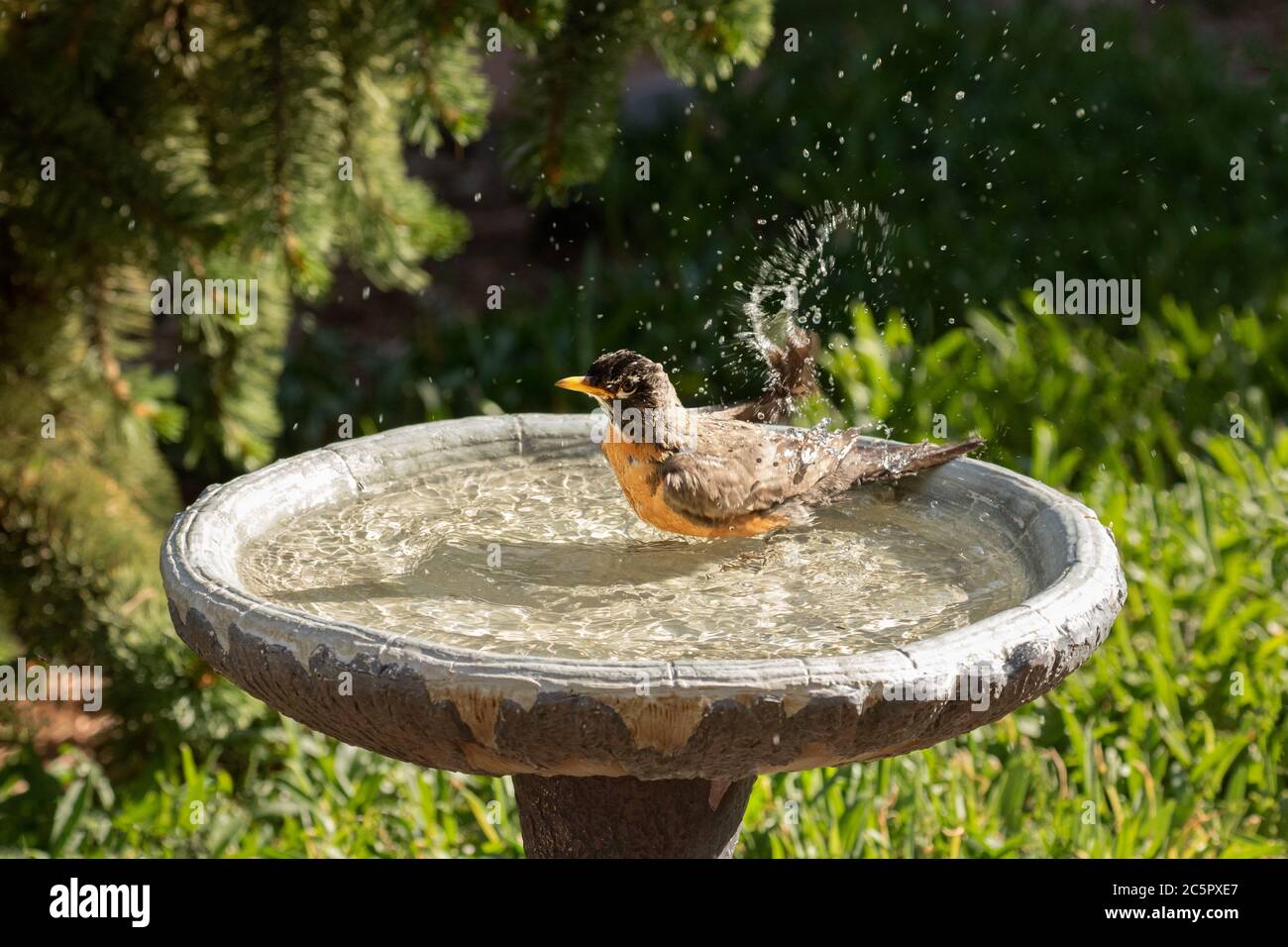 Robin Splashing Stock Photo