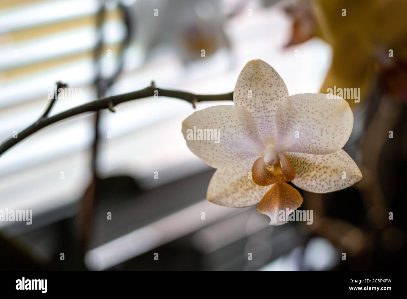 Orange orchid with purple spots inside house on a windows shelf. Stock Photo