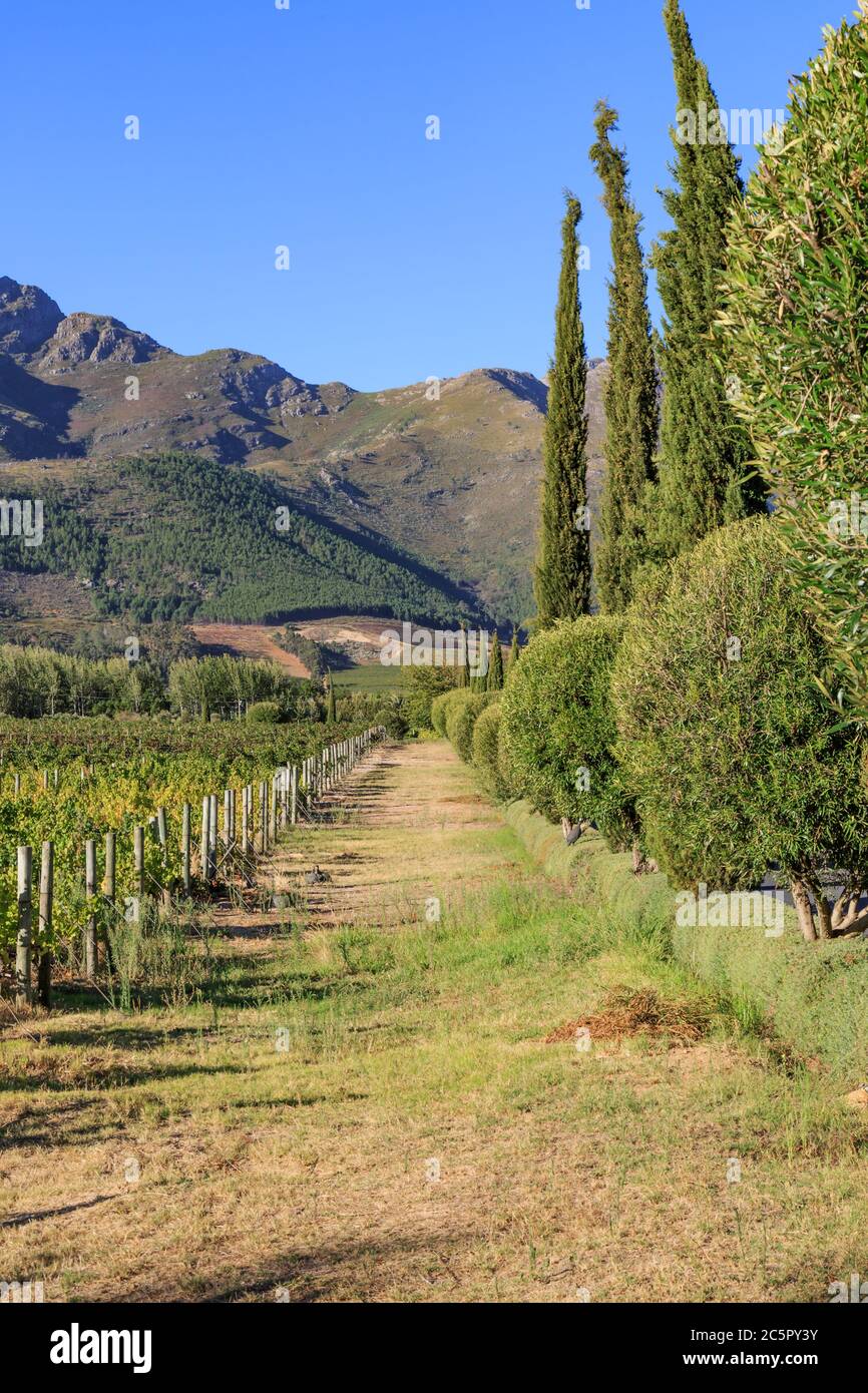A vineyard in the Western cape, with mountains behind and a clear blue sky overhead Stock Photo