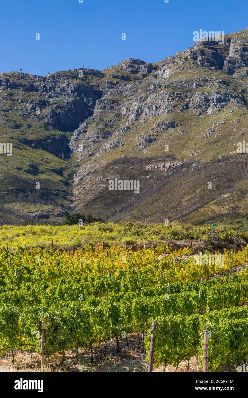 A vineyard in the Western Cape, with mountains behind and a clear blue sky overhead Stock Photo