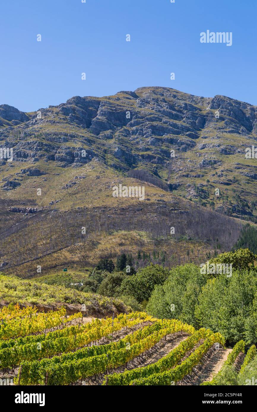 A vineyard in front of a mountainous landscape in Western Cape, South Africa Stock Photo