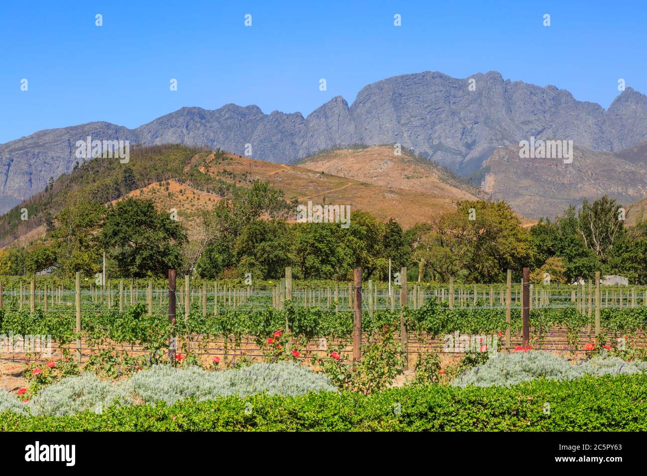 A vineyard in Franschhoek with mountains behind Stock Photo