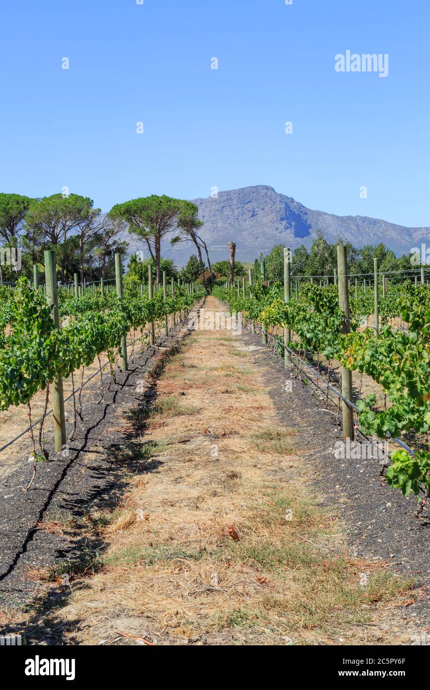 A view of vines in a Franschhoek vineyard, with mountains behind Stock Photo