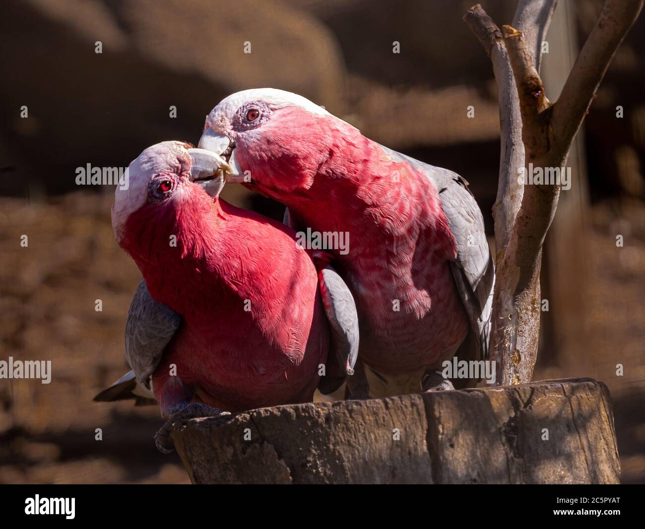 Couple of galahs (Eolophulus roseicapilla) perched on a tree stump Stock Photo