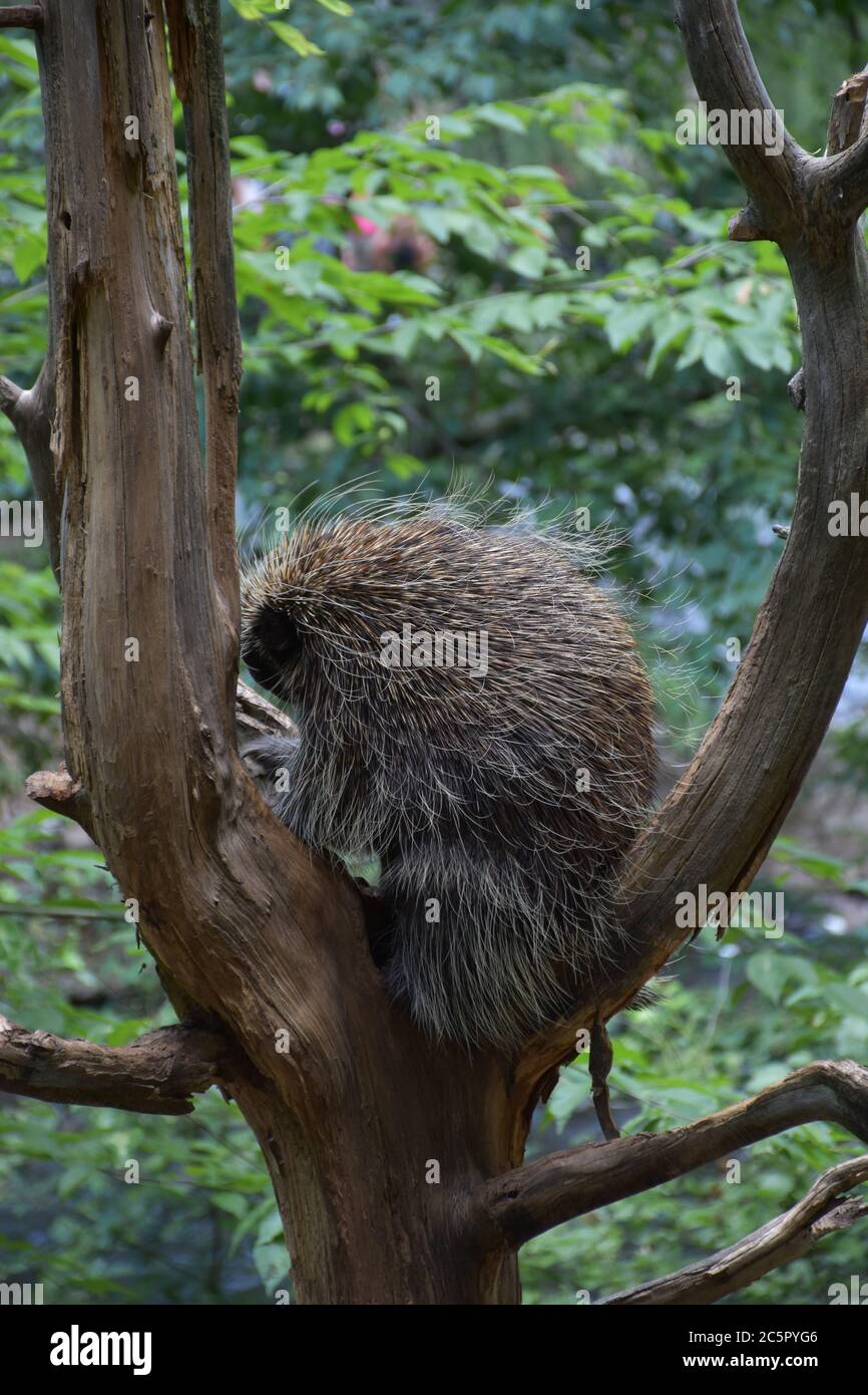 Profile of a large prickly porcupine in a tree Stock Photo - Alamy