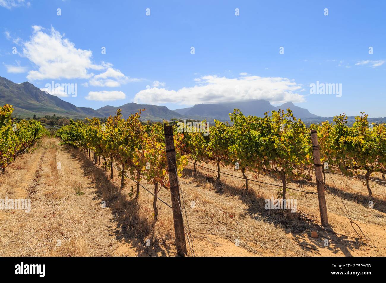 A vineyard in Cape Town, with Table Mountain behind Stock Photo