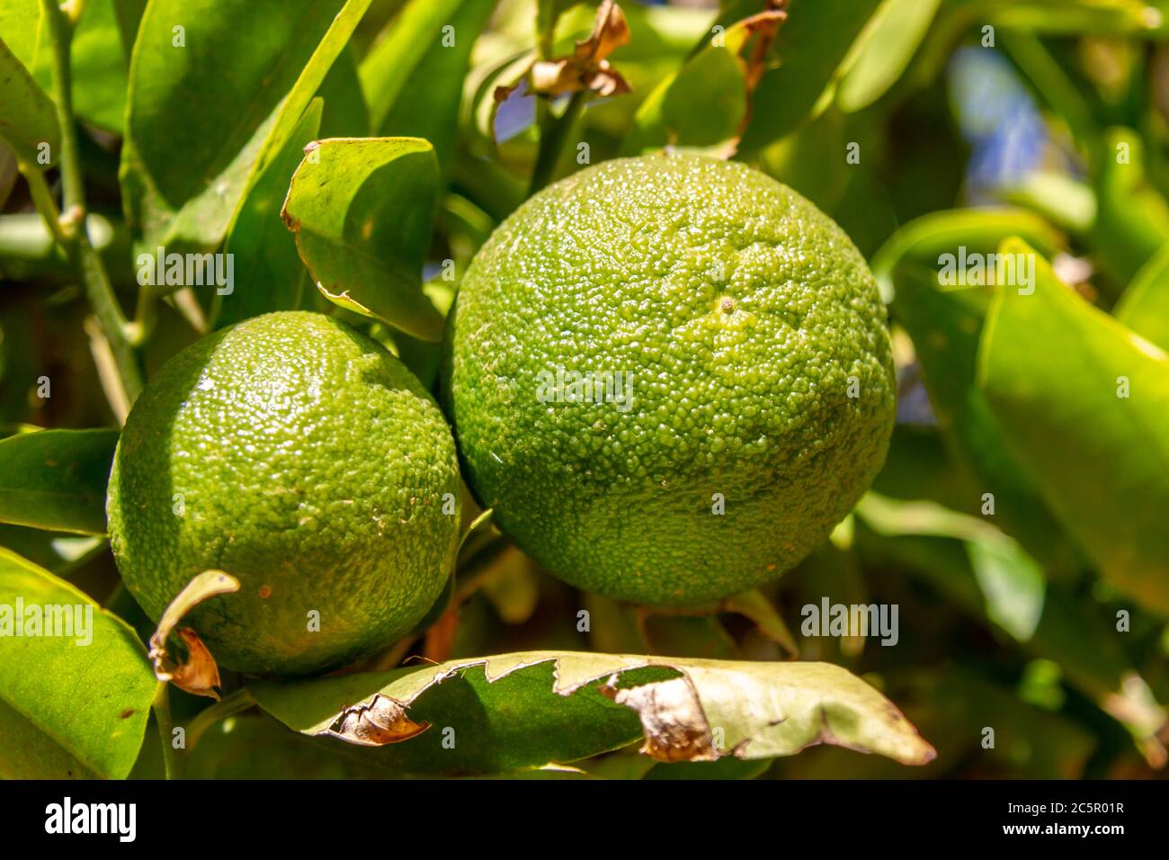 Unripe citrus fruit growing on a tree in a South African vineyard Stock Photo