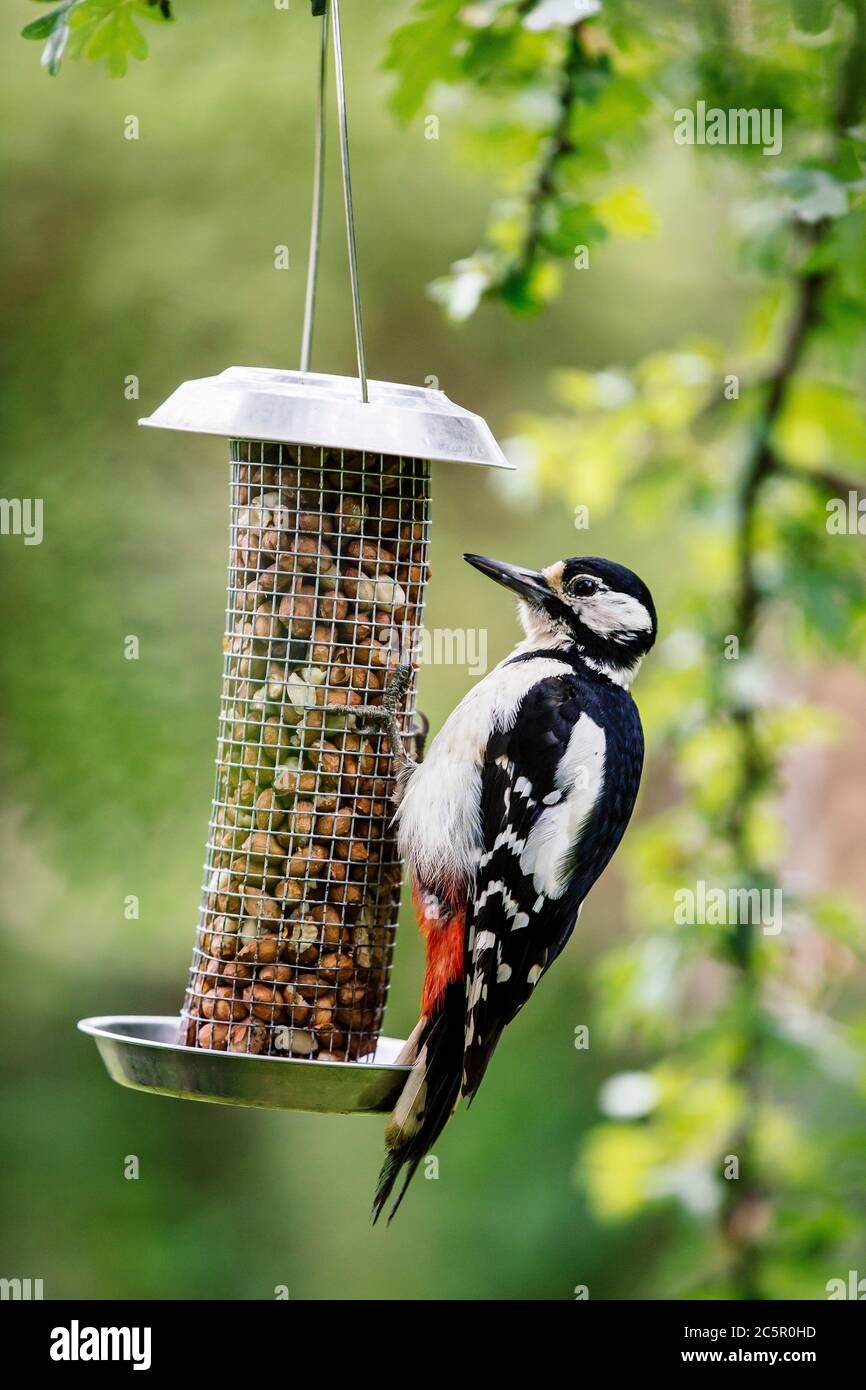 A Great Spotted Woodpecker eating peanuts on a garden bird feeder in