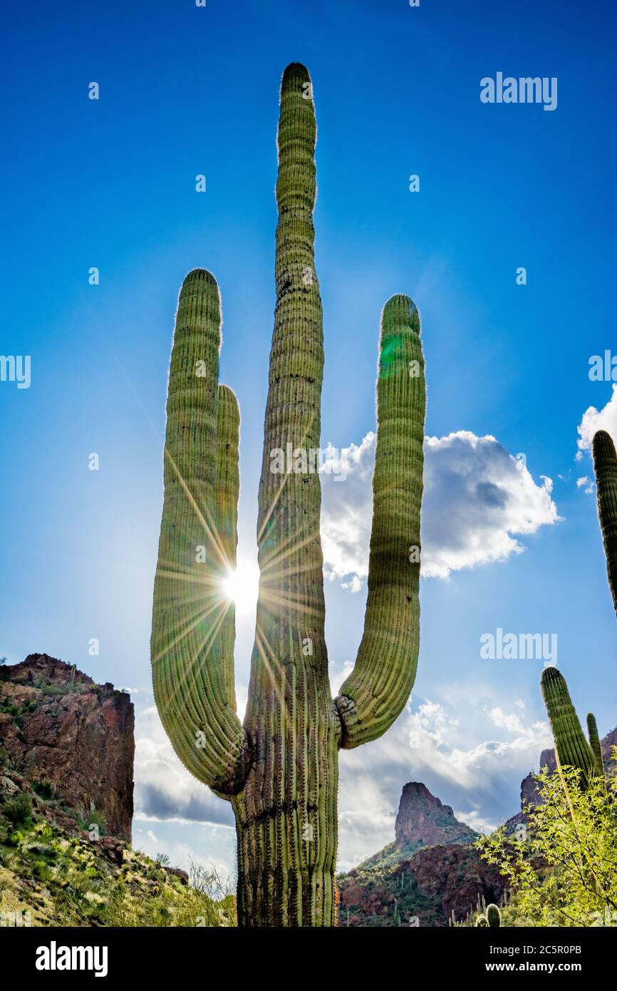 Saguaro Cactus with sun star burst through cactus arms in Tonto National Forest near Superstition Wilderness in Arizona. Stock Photo