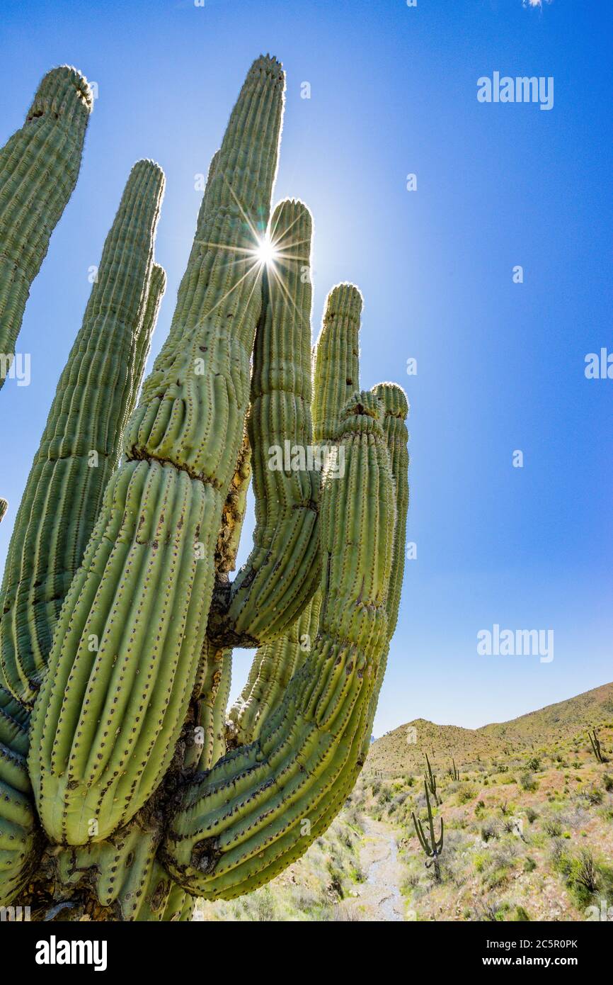 Saguaro Cactus with sun star burst through cactus arms in Tonto National Forest near Superstition Wilderness in Arizona. Stock Photo