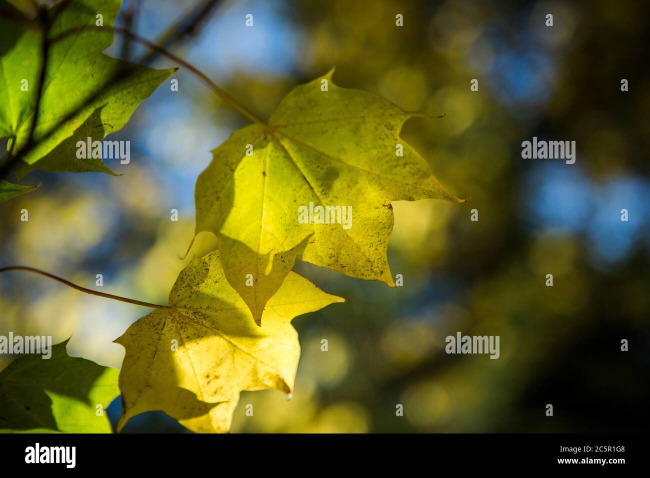 Light shining through maple leaves Stock Photo
