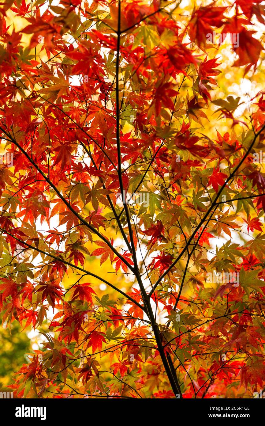Colourful Autumn Acer leaves on a branch Stock Photo