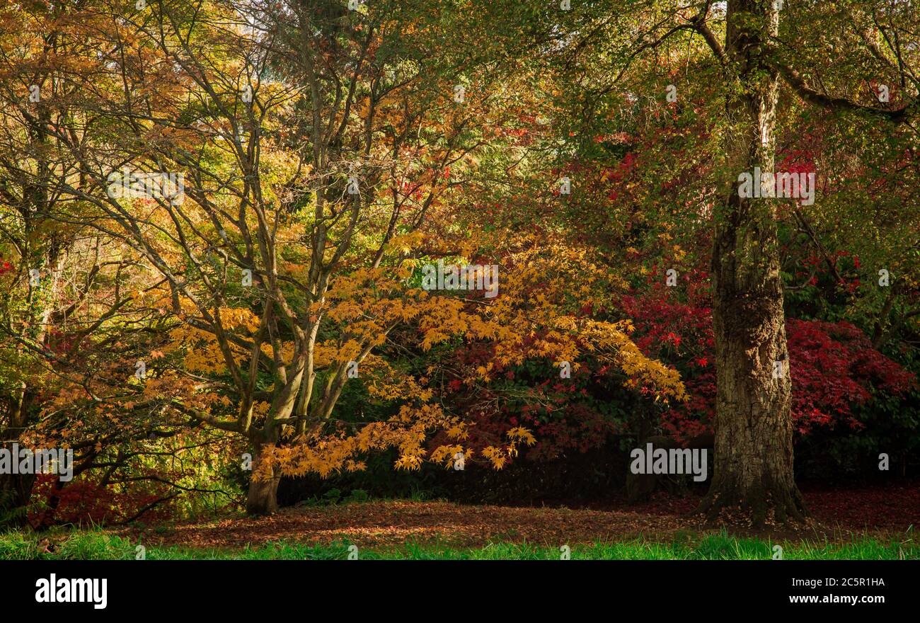 Autumn Trees at Batsford Arboretum in the Cotswolds Stock Photo