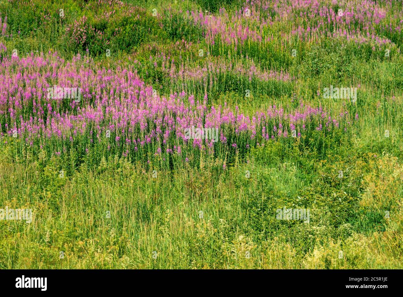 Blooming Sally. Fields of blossoming willow-herb in summer sunny day Stock Photo