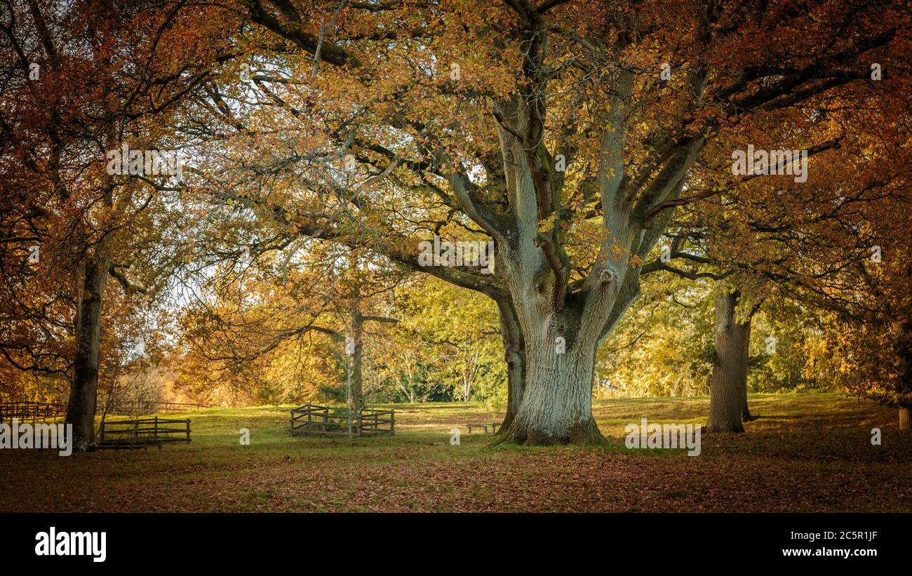 Oak tree in Autumn Stock Photo