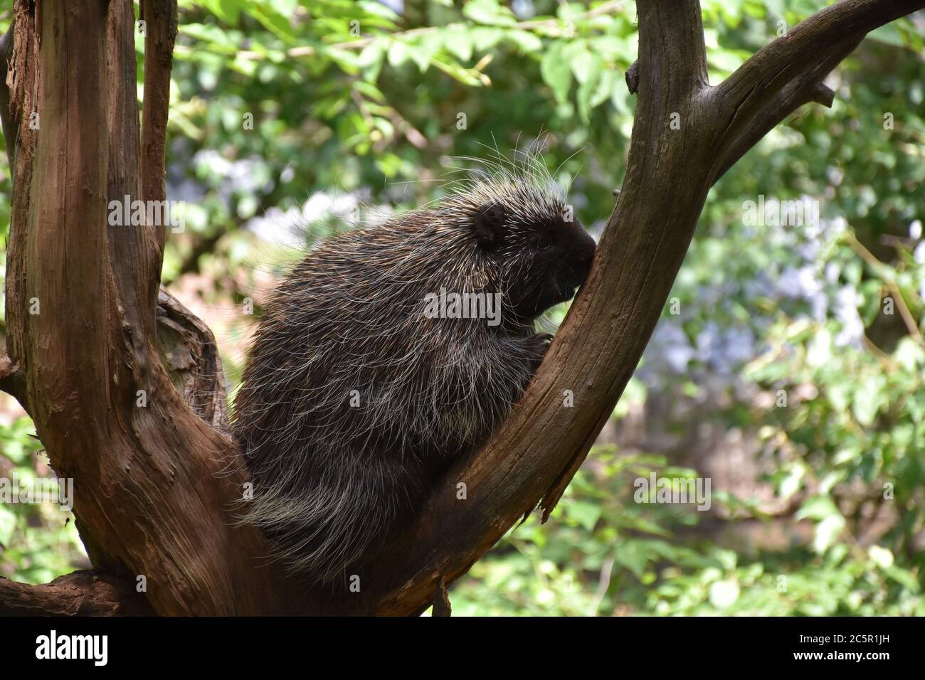North American Porcupine eating bark on a tree branch Stock Photo Alamy