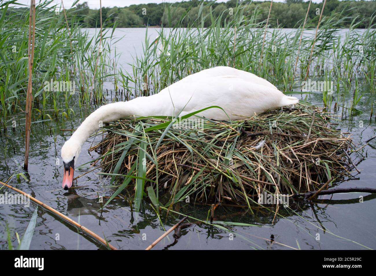 Female Mute Swan, Cygnus olor, on nest with five eggs repairing nest