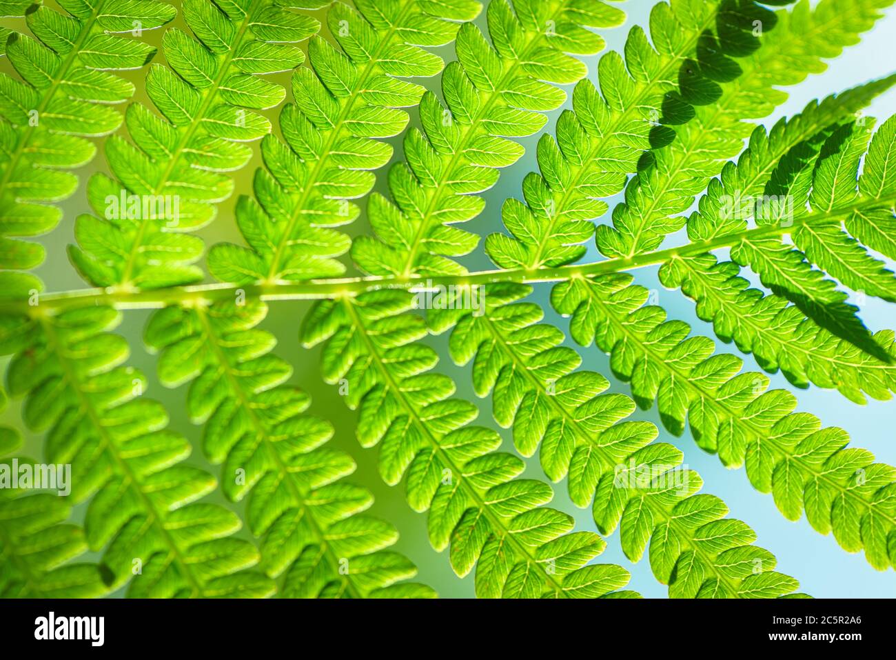 Green background for advertising wildlife. Eco concept. Green Leaf Fern. Symbol Wildlife Ecology. Green background for advertising wildlife. Stock Photo