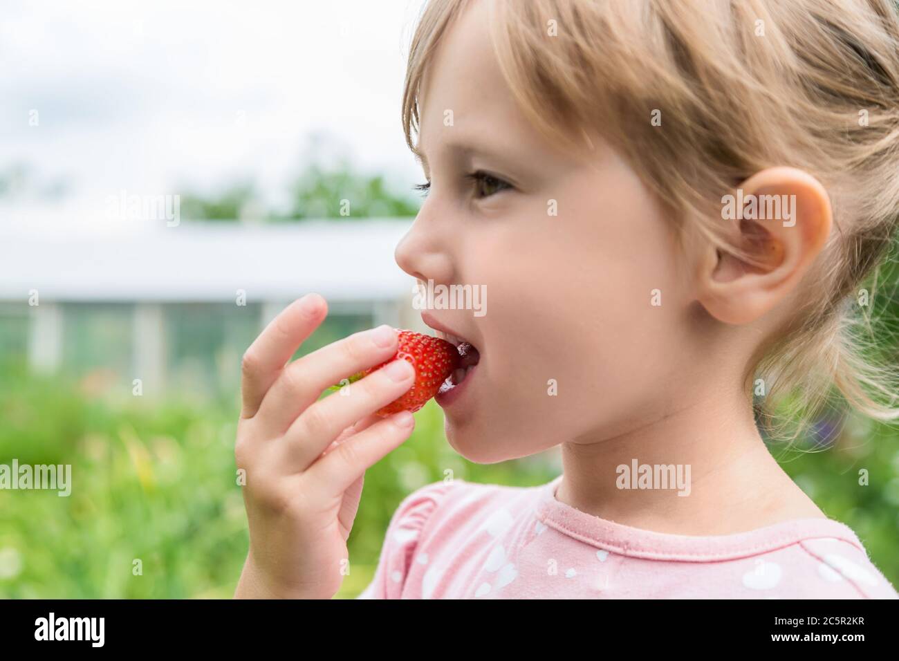 Portrait of a girl eating ripe red strawberries in the garden from the ...