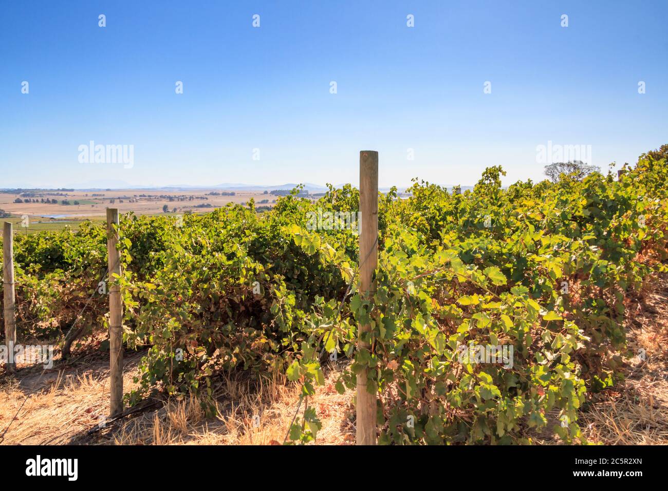A scenic view of a South African vineyard with a vast landscape behind. Stock Photo