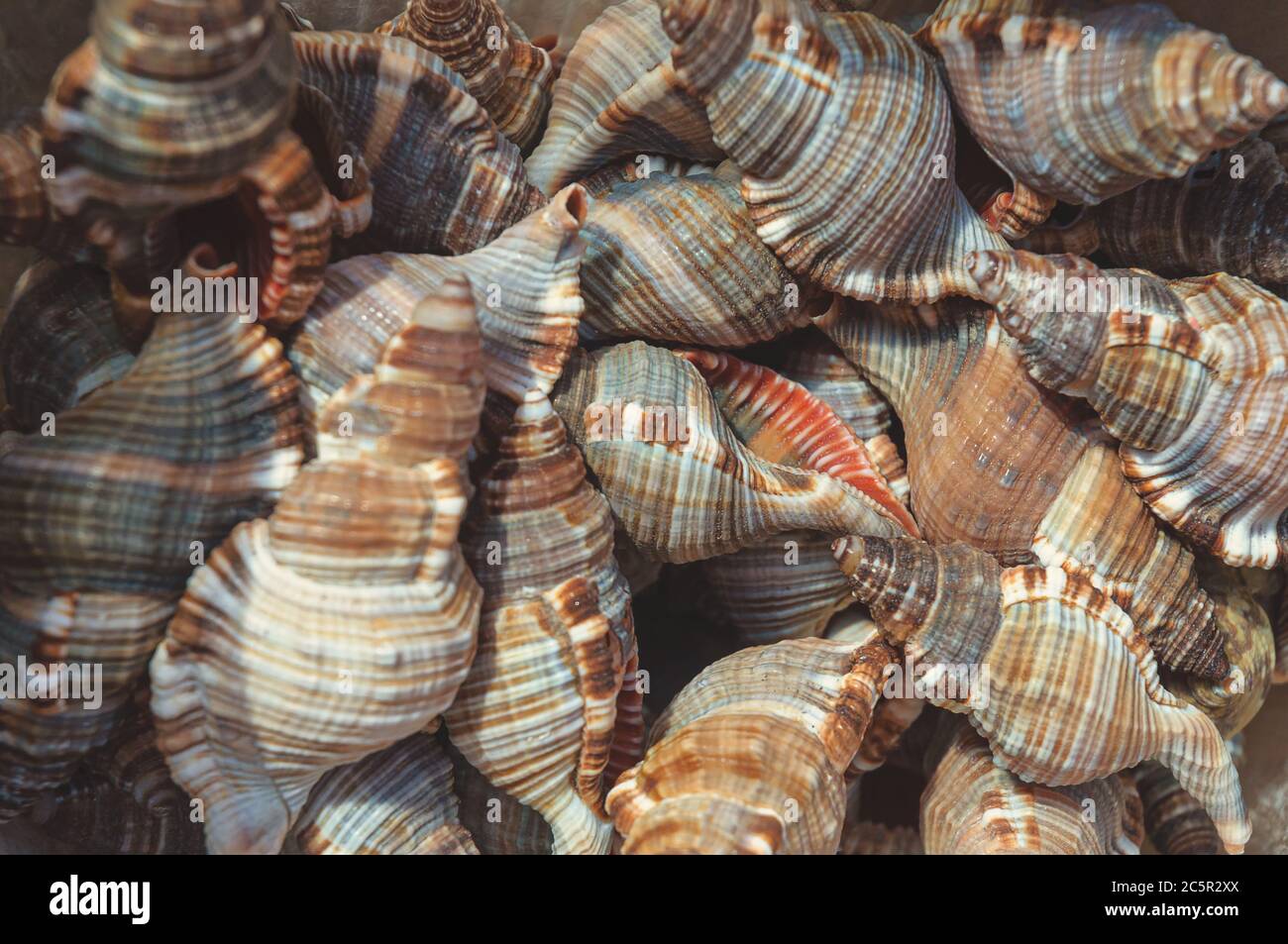 Sea mollusks close-up. Background from exotic shells. Concept group of sea shells. Seashells background. Top view close up of mollusk.Texture of shell Stock Photo