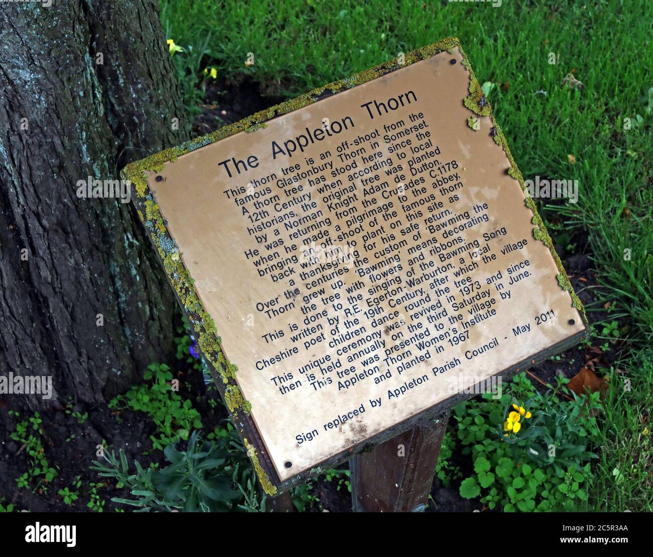 The Appleton thorn, story of the bawning of the Thorn, Appleton Thorn, Warrington, Cheshire, England, UK Stock Photo