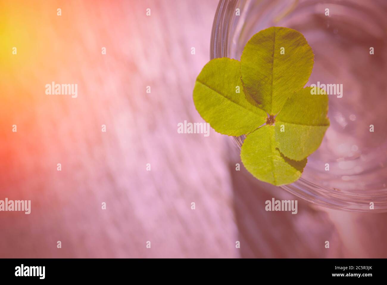 Green clover in the sun close-up. Four leaf clover background for good luck. Clover for good luck. Stock Photo