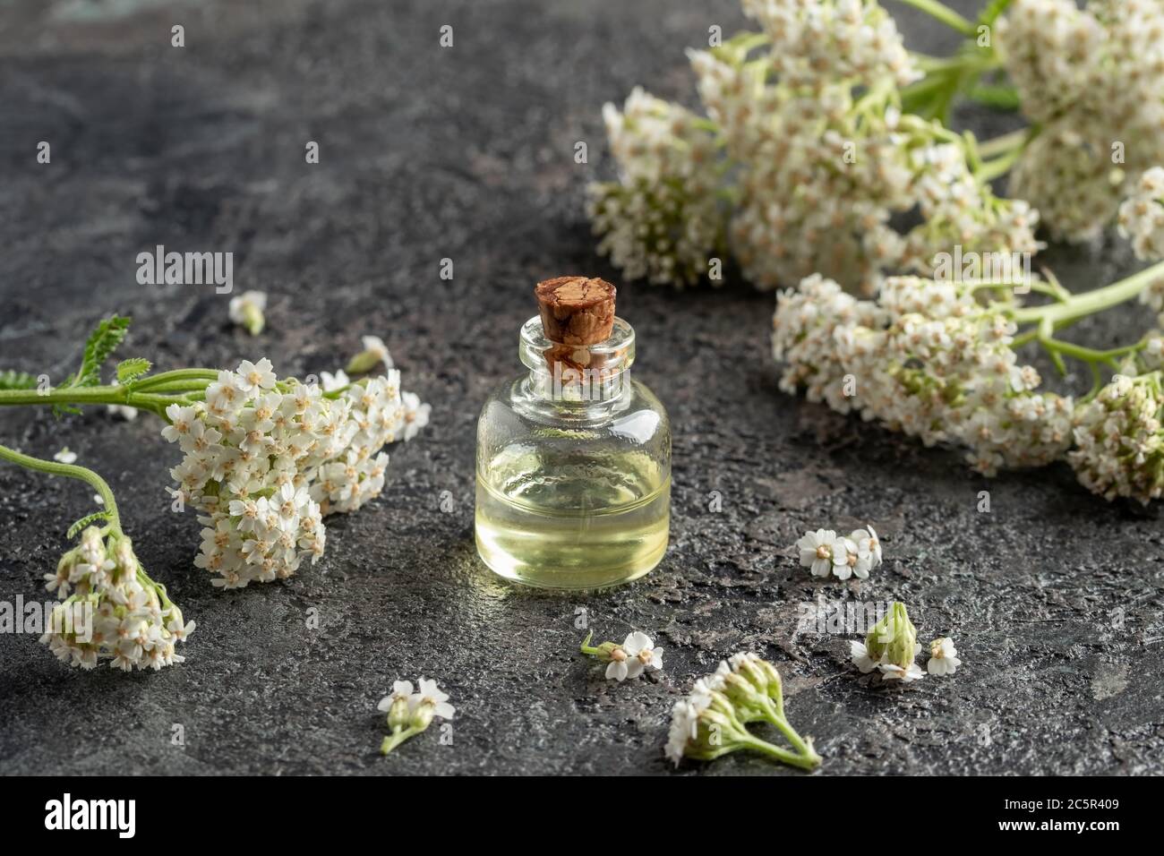 A bottle of essential oil with fresh blooming yarrow twigs on a dark background Stock Photo