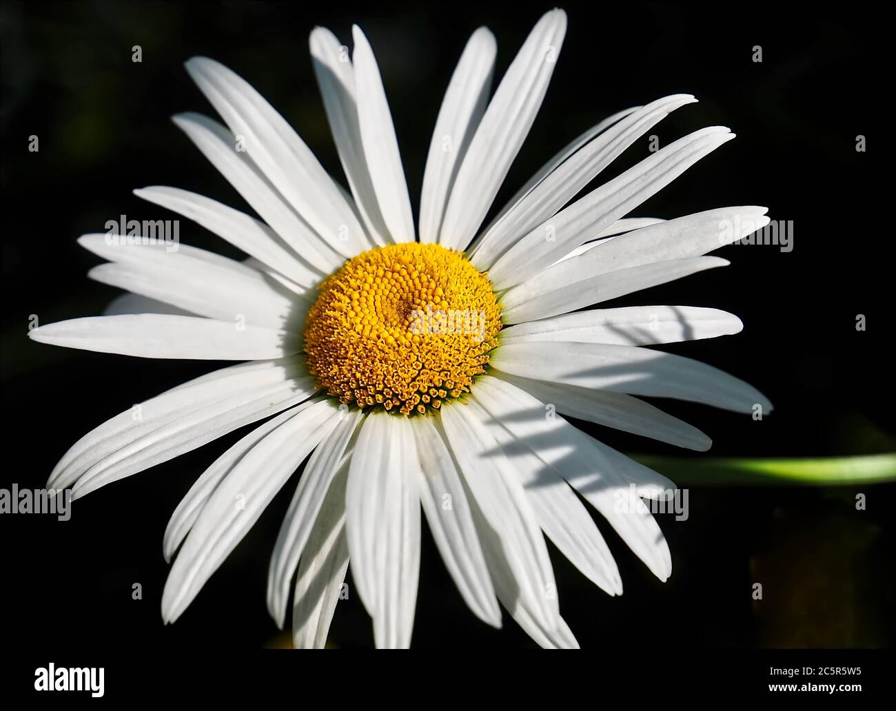 Macro of a wihite marguerite daisy flower with black background Stock Photo