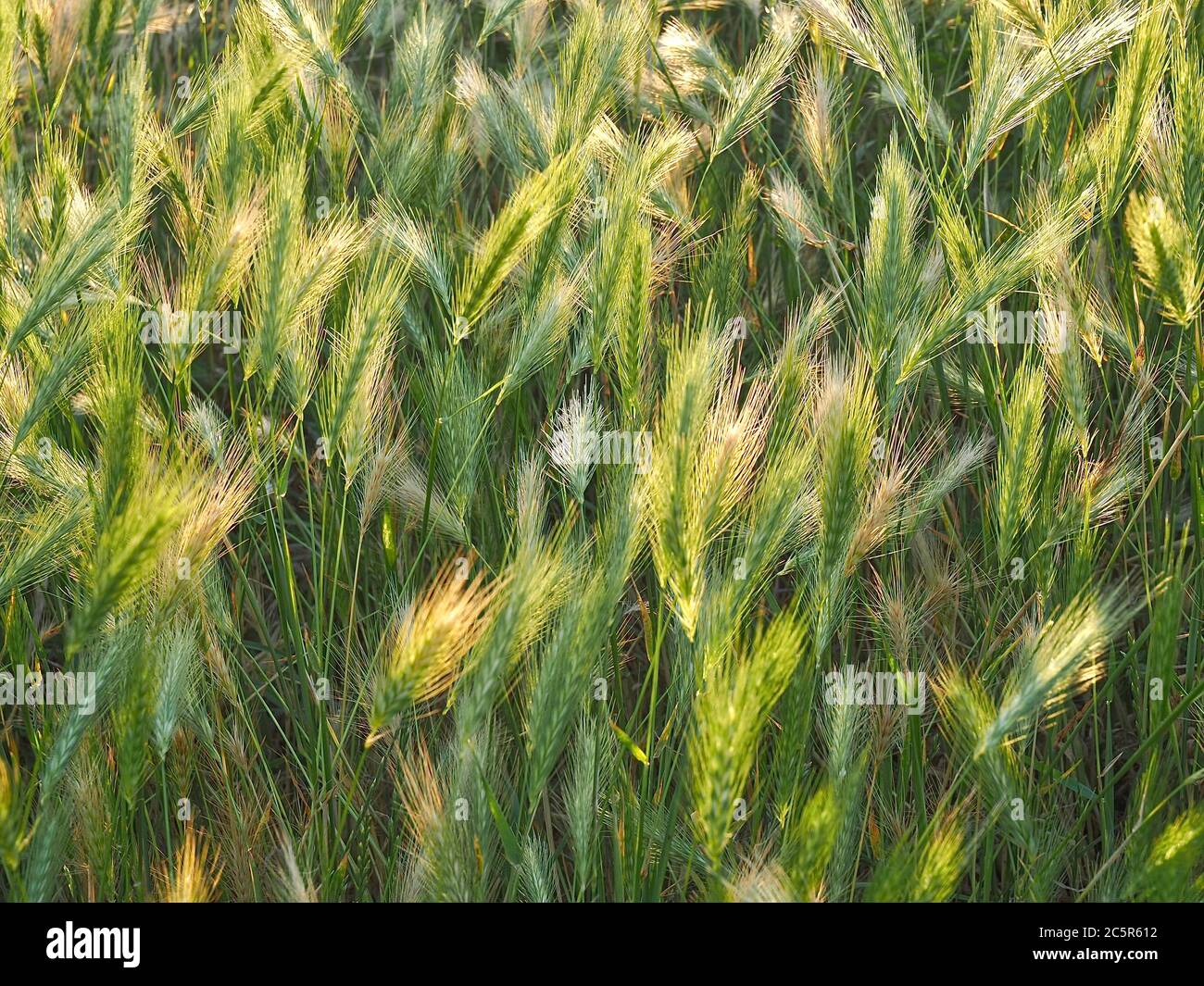 Macro of corn in a field in the evening sun Stock Photo