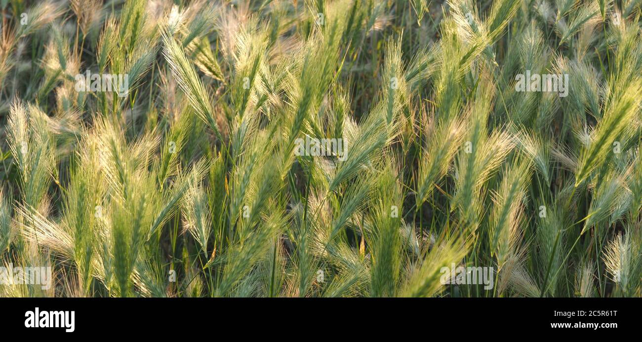 Macro of corn in a field in the evening sun Stock Photo