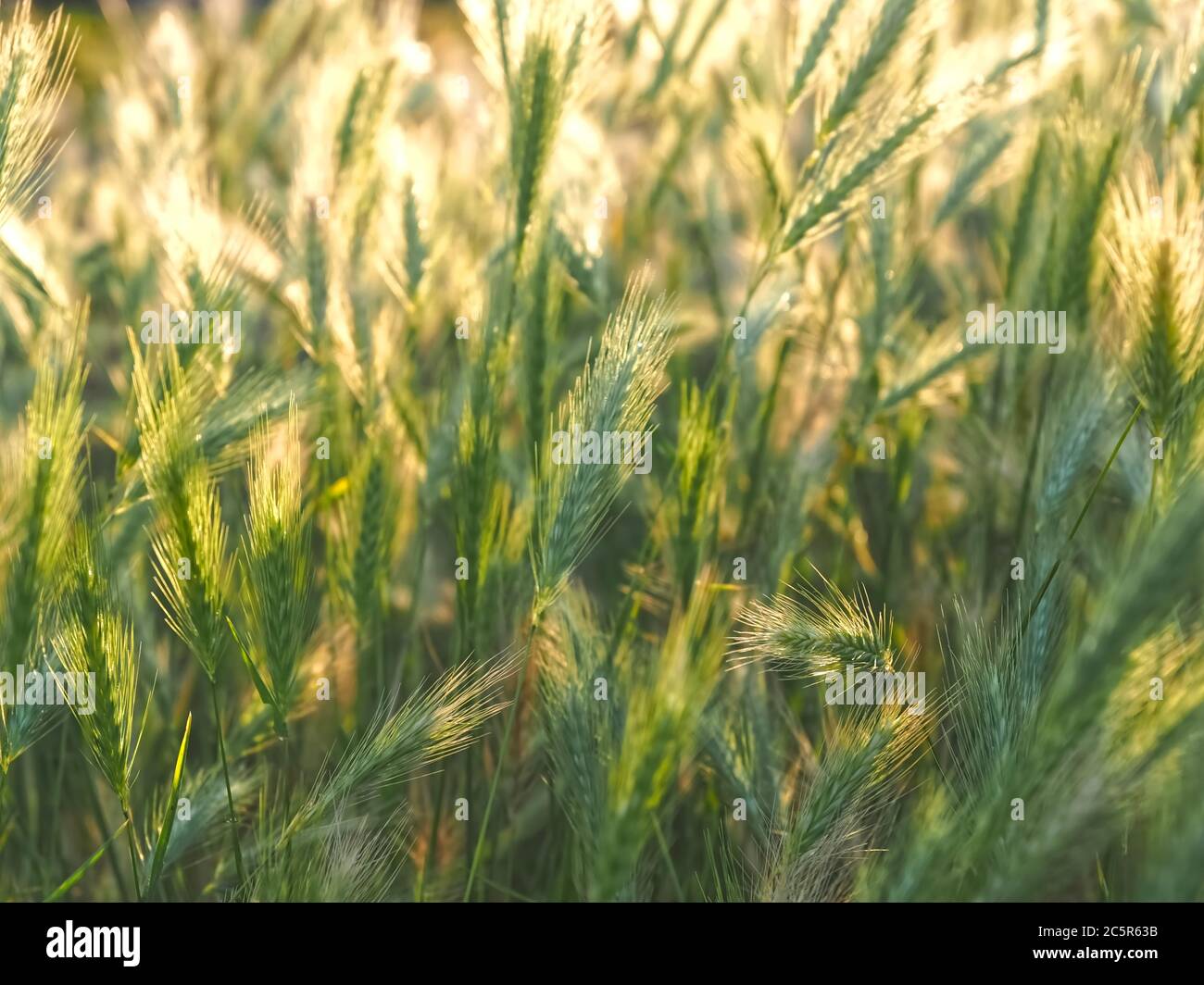 Macro of corn in a field in the evening sun Stock Photo