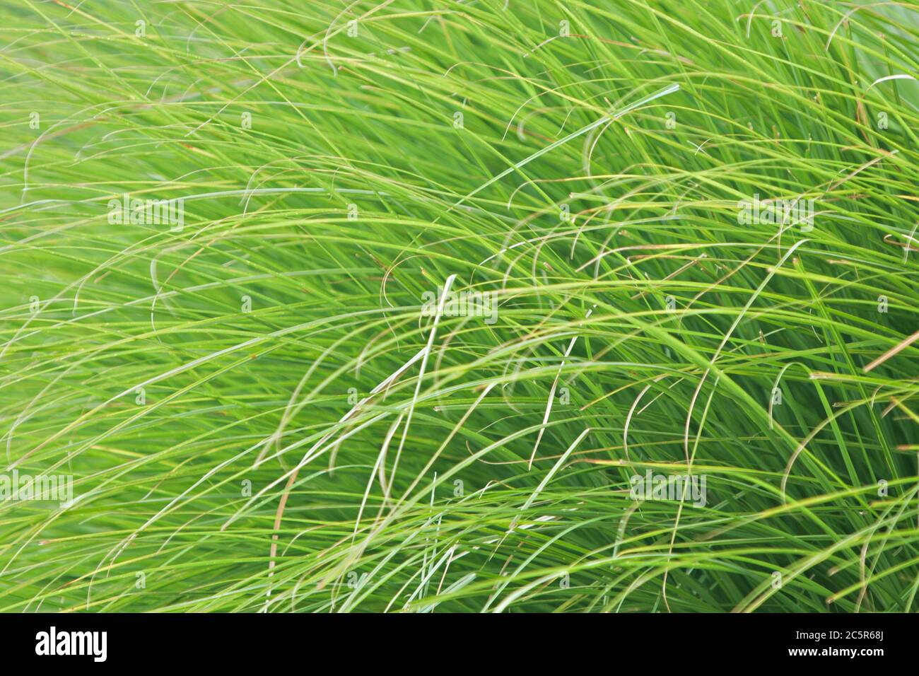 a wild green grass background Stock Photo