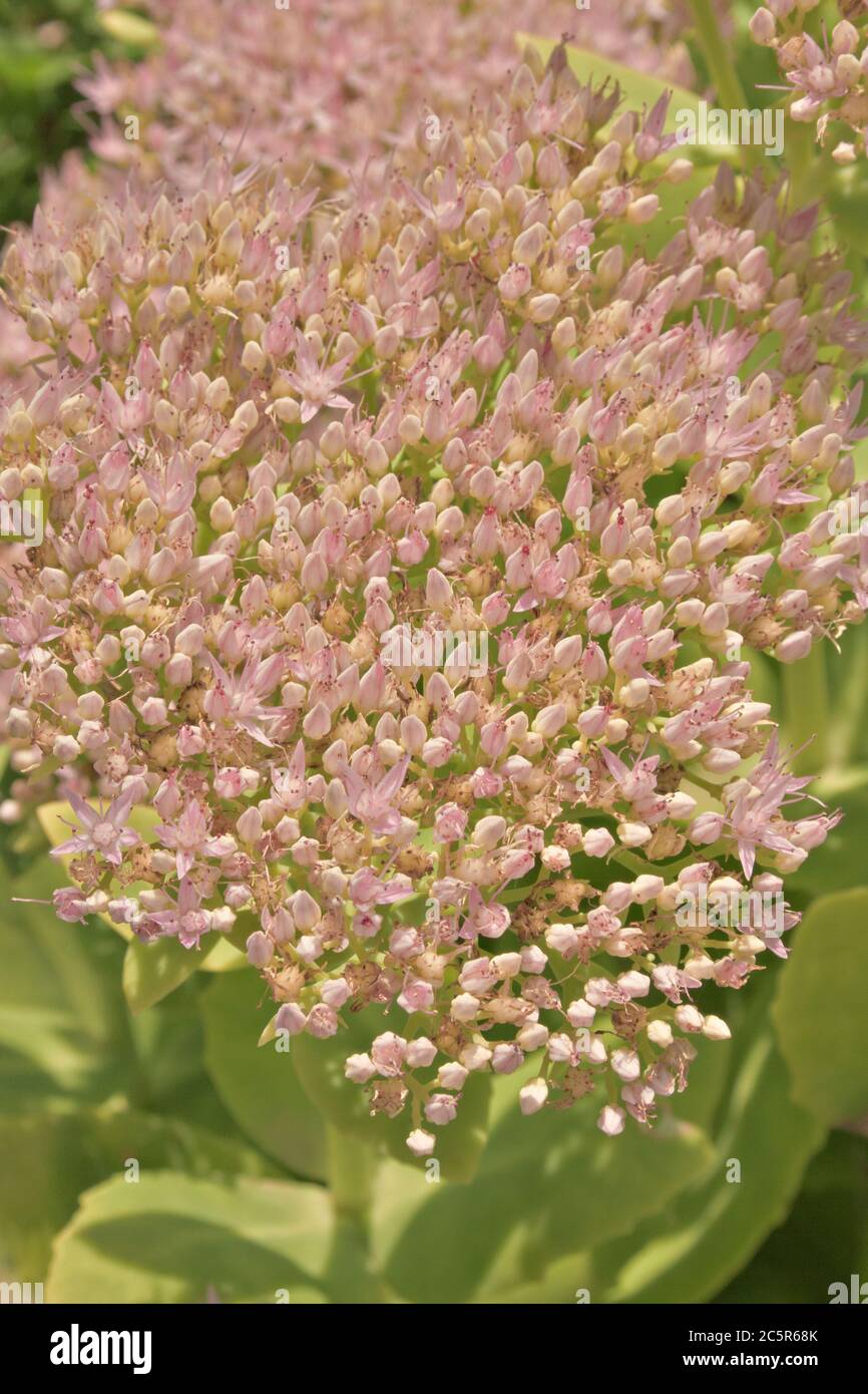 beautiful sedum flowers (sedum spectabile) Stock Photo
