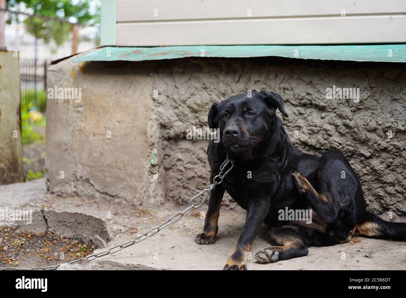 Do Big Paws Mean Big Dog