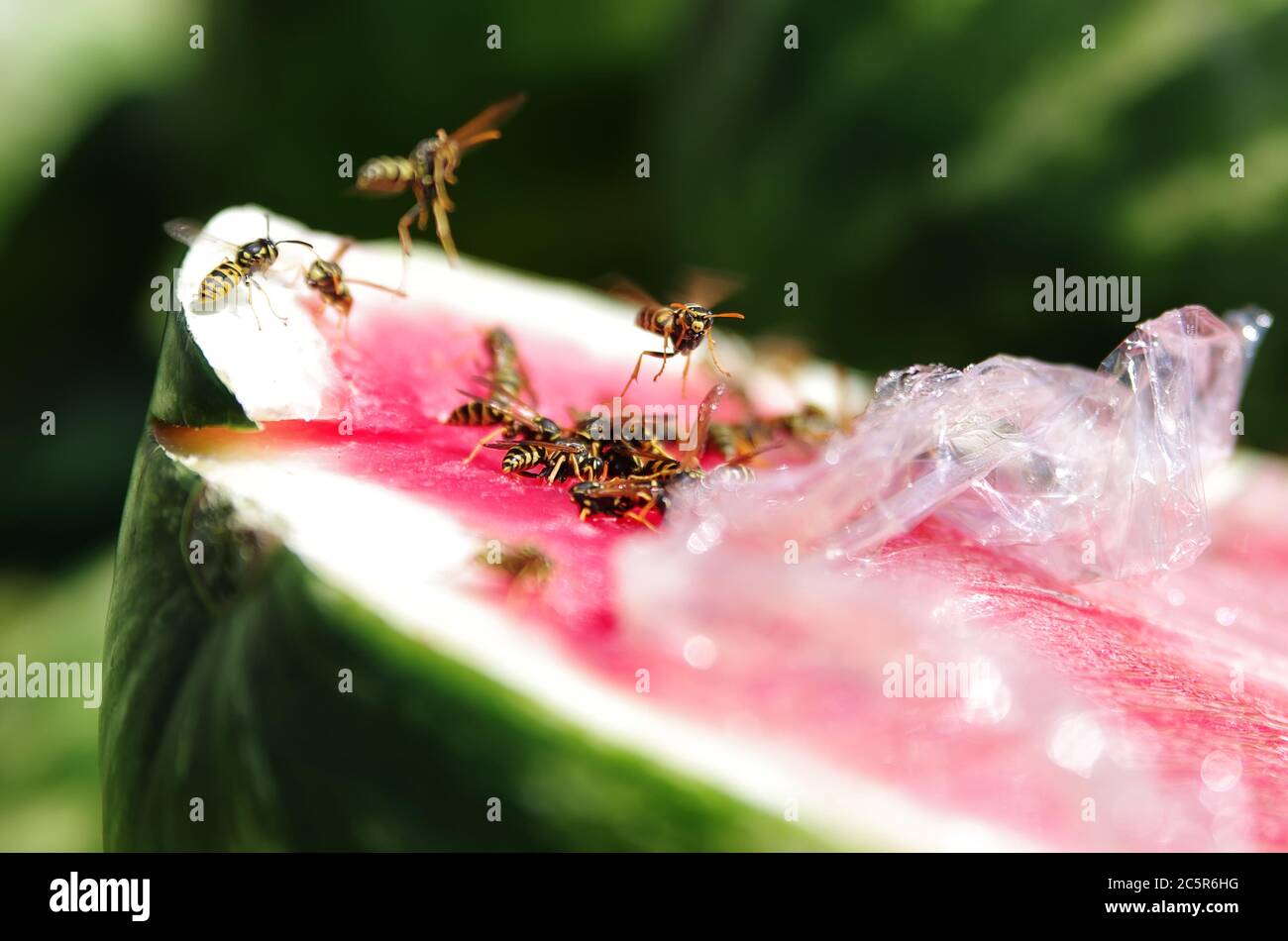 Wasps eating watermelon covered in plastic film. Wasps flying into camera Stock Photo Alamy