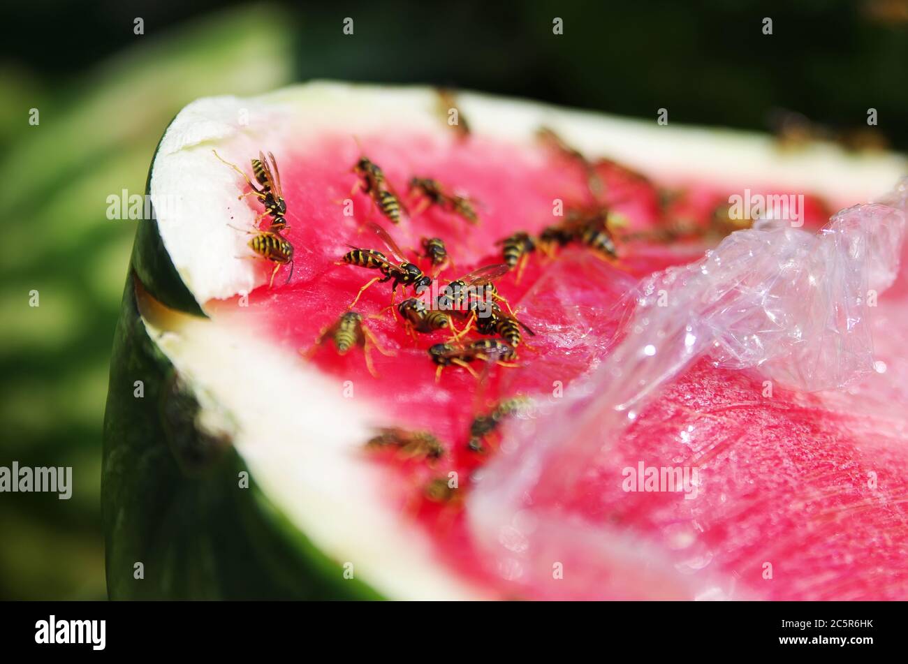 Wasps eating watermelon covered in plastic film Stock Photo Alamy