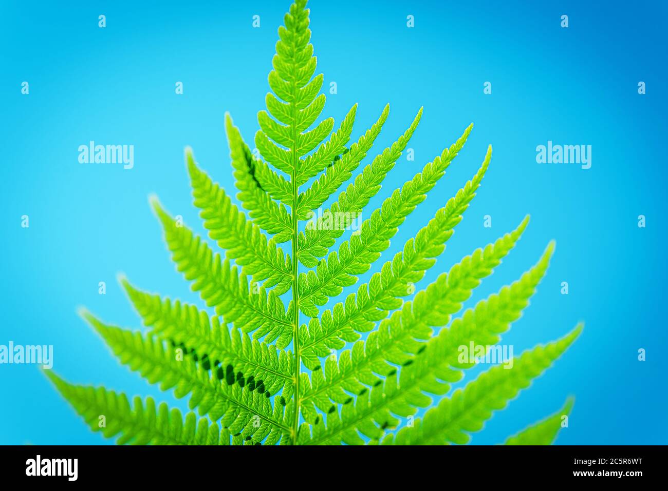 Green leaf. Green Twig with Leaves Blue Sky Background. Symbol Wildlife. Green leaf on a blue background. Stock Photo