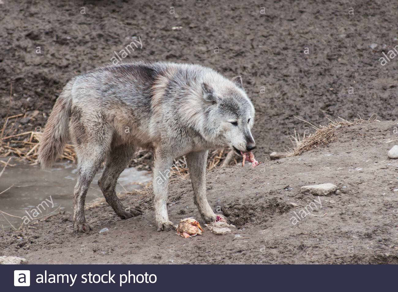 Wolf Eating Meat High Resolution Stock Photography and Images Alamy