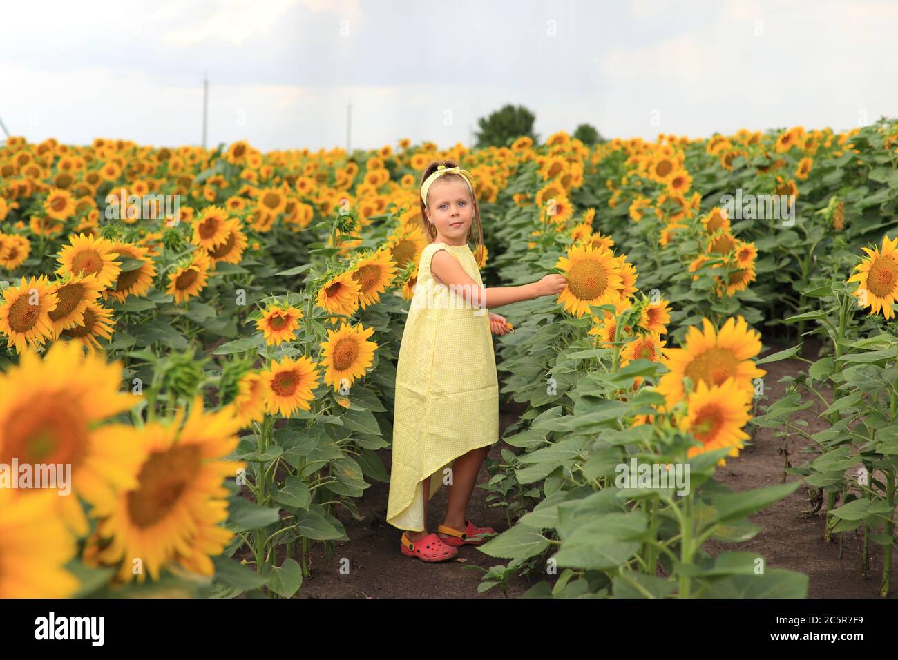 Beautiful girl in a yellow dress in a field with sunflowers Stock Photo ...