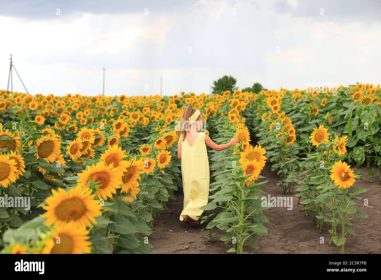 Beautiful girl in a yellow dress in a field with sunflowers Stock Photo ...