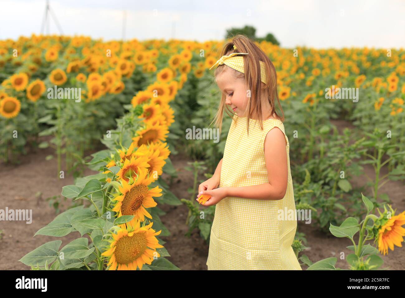 Beautiful girl in a yellow dress in a field with sunflowers Stock Photo ...