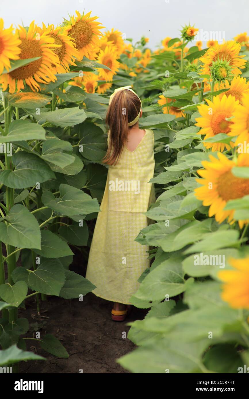 Beautiful girl in a yellow dress in a field with sunflowers Stock Photo ...
