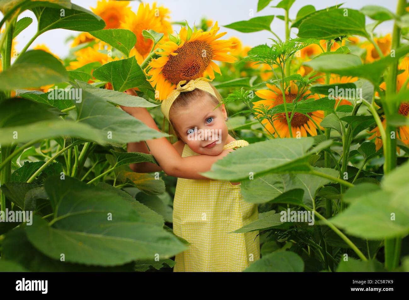 Beautiful girl in a yellow dress in a field with sunflowers Stock Photo