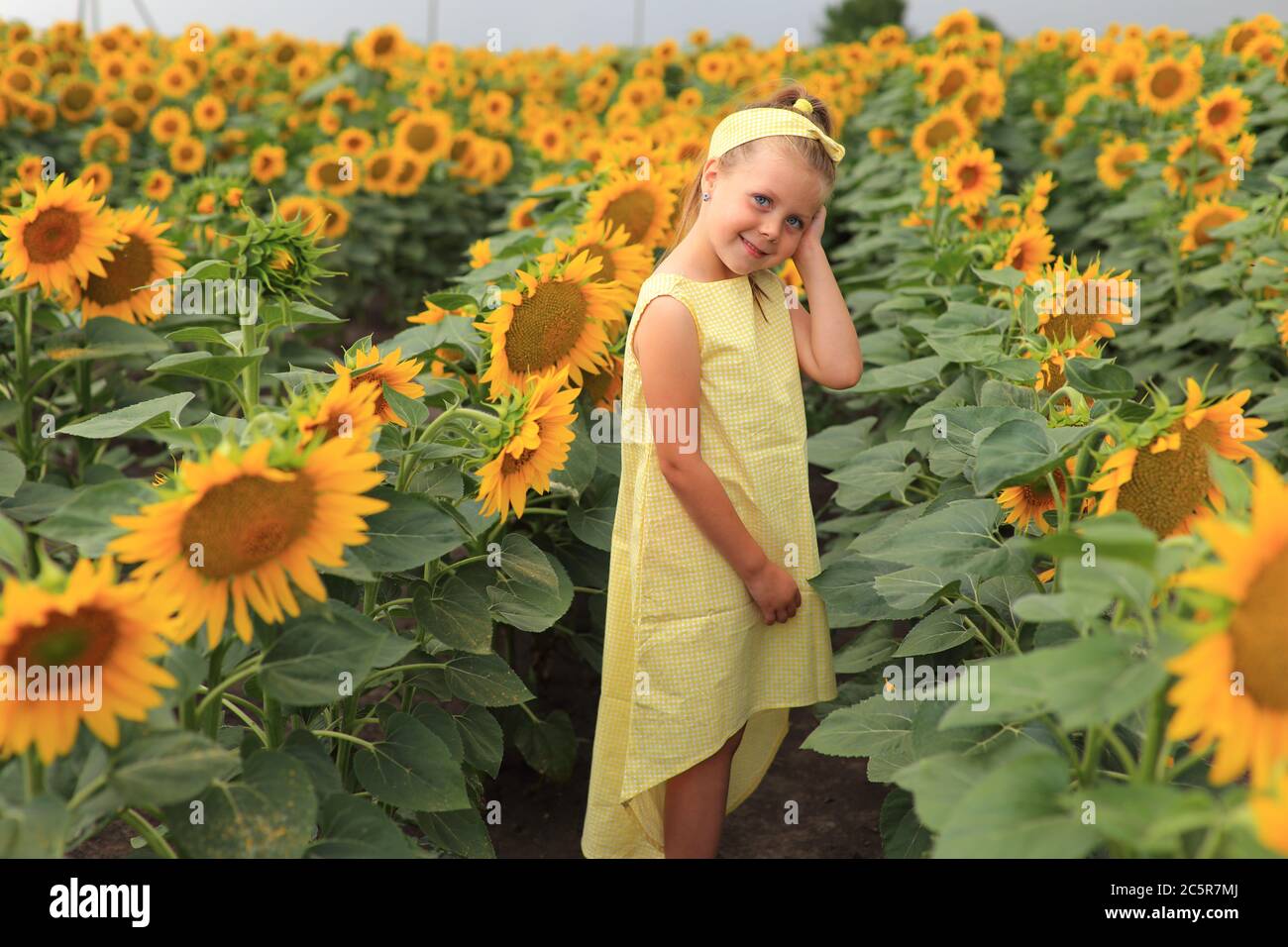 Beautiful girl in a yellow dress in a field with sunflowers Stock Photo ...