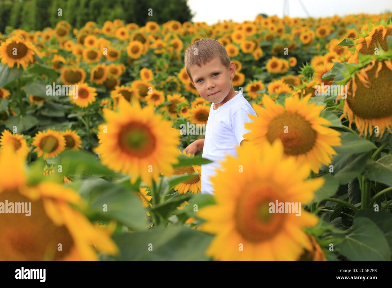 Beautiful boy in a field with sunflowers Stock Photo Alamy